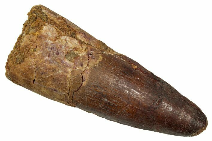 Fossil Spinosaurus Tooth - Real Dinosaur Tooth #344180